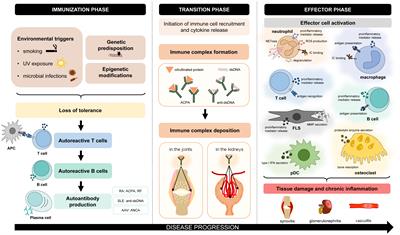 Novel and potential future therapeutic options in systemic autoimmune diseases